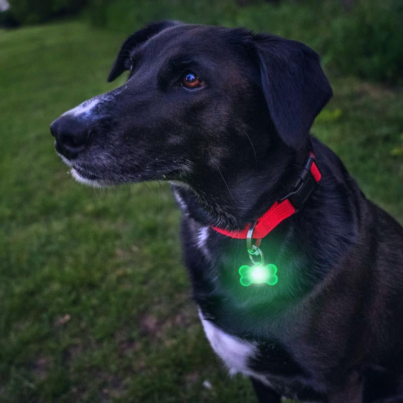 Brightz Pup Brightz 2-Pack Illuminated LED Dog Collar Charms Rainbow Glow Lights for Night Walks Waterproof & Durable with Paw Print & Bone Charms
